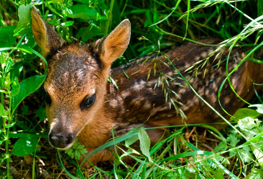 Bambi-Retter / Wie Drohnen in Luxemburg Rehkitze vor der Verstümmelung bewahren