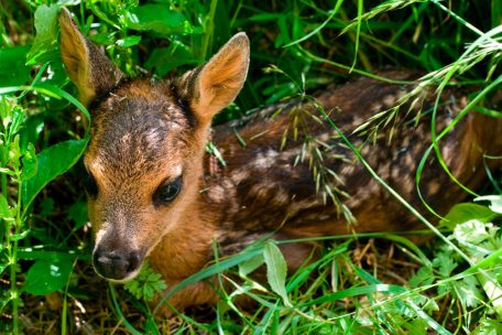 Bambi-Retter / Wie Drohnen in Luxemburg Rehkitze vor der Verstümmelung bewahren