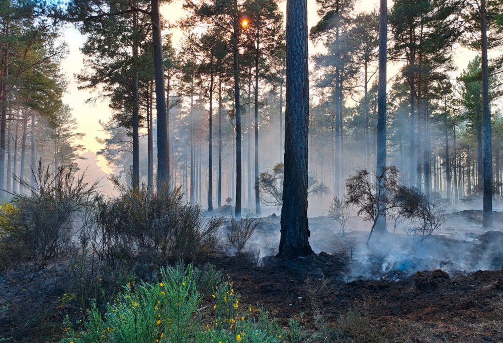 Sommerliche Temperaturen / Wie sich das Risiko auf Vegetations- und Waldbrände minimieren lässt