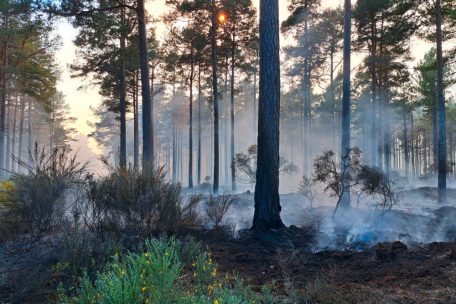 Sommerliche Temperaturen / Wie sich das Risiko auf Vegetations- und Waldbrände minimieren lässt