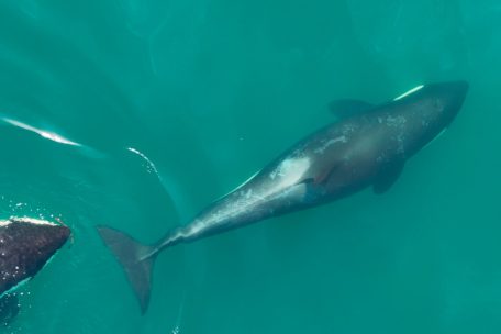 Hautpflege mal anders / Werkzeugbau von Orcas könnte zum gegenseitigen Putzen dienen