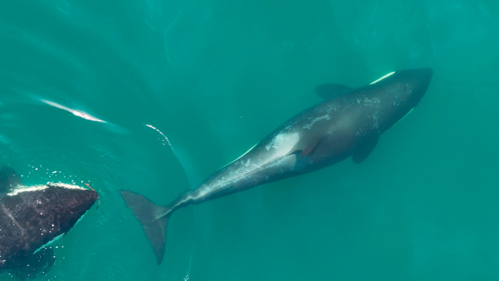 Hautpflege mal anders / Werkzeugbau von Orcas könnte zum gegenseitigen Putzen dienen