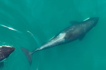 Hautpflege mal anders / Werkzeugbau von Orcas könnte zum gegenseitigen Putzen dienen