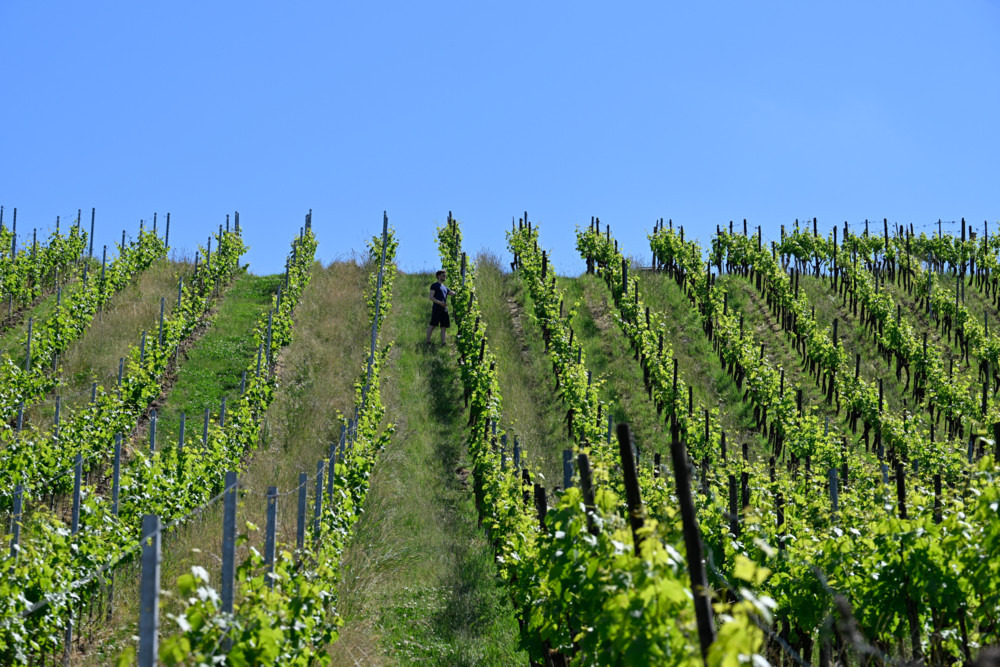 Domaine Tageblatt / Wein der Zukunft: Wie neue Rebsorten den Winzern das Leben vereinfachen sollen