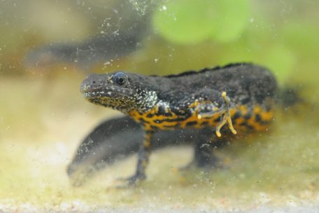 Tiere / Der Kammmolch: Von der Larve bis zum ausgewachsenen Molch 