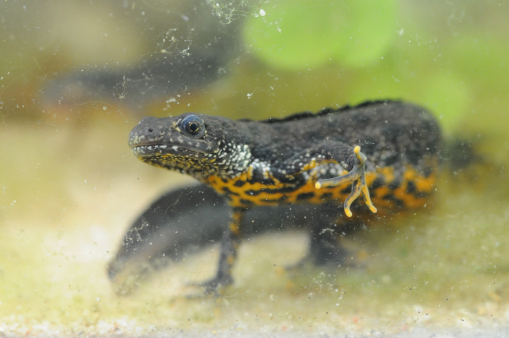 Tiere / Der Kammmolch: Von der Larve bis zum ausgewachsenen Molch