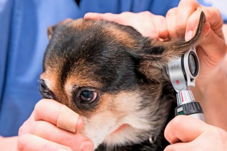Menschen, die ihr Haustier als Notfall in eine Klinik bringen, befinden sich oft in einem emotionalen Ausnahmezustand, sagt Tierärztin Dr. Linda Weiland