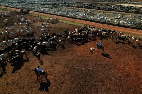 Viehzüchter in Goianésia trennen die Rinder, um ihnen Impfungen gegen Lungenentzündung zu verabreichen