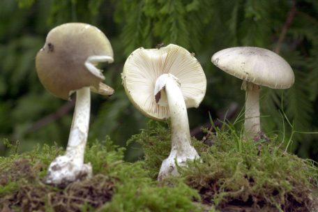 Grüne Knollenblätterpilze