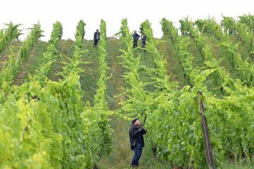 Domaine Tageblatt / Rückschnittliche Methoden – Wir wipfeln unsere Rivaner-Reben ab