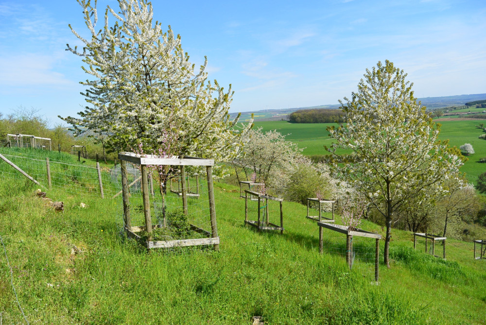 Unberührtes Luxemburg (3) / Im Naturschutzgebiet Emeschbaach lebt Artenvielfalt auf alten Ackerflächen