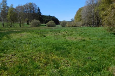 Unberührtes Luxemburg (6) / Kaleburn ist der ideale Lebensraum für Torfmoosarten