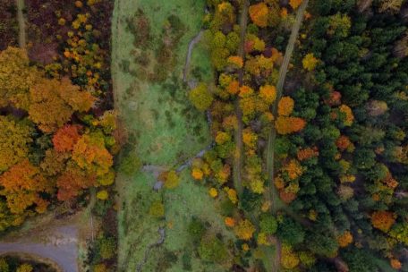 Unberührtes Luxemburg (7) / Schujansbësch: Zurückgeführt vom Kahlschlag zum naturnahen Laubwald