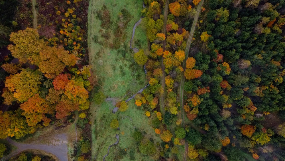 Unberührtes Luxemburg (7) / Schujansbësch: Zurückgeführt vom Kahlschlag zum naturnahen Laubwald