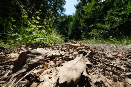 Hostert / Leiche in Waldstück entdeckt: Identität und Todesursache bisher noch unklar