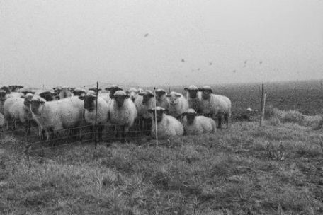 Fast verlorene Tradition: eine wandernde Schafsherde in Luxemburg