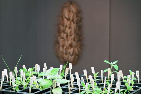 „Plante Mère“: Im Mittelpunkt steht die Sammlung von Samen, die die Mutter von Justine Blau von ihren vielen Reisen mitgebracht hat