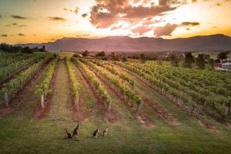 Domaine Tageblatt / Sonnencreme für Reben: Wie australische Winzer dem Klimawandel trotzen