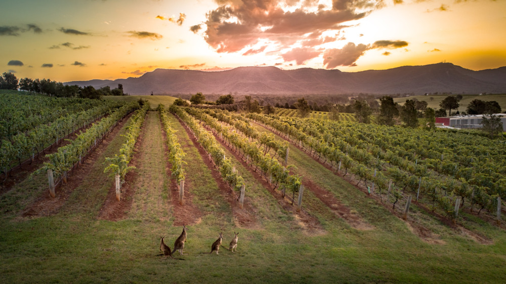 Domaine Tageblatt / Sonnencreme für Reben: Wie australische Winzer dem Klimawandel trotzen
