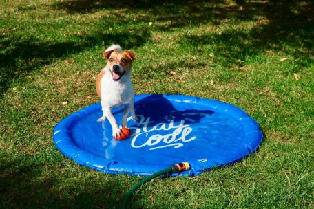 Haustiere / Wenn der Sommer zur Gefahr wird: So schützen Sie Ihren Hund vor Überhitzung