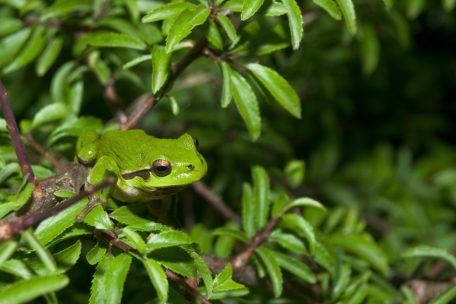 Der grasgrüne Kletterkünstler  / Vom Aussterben bedroht, zum Comeback: Der Laubfrosch erobert Luxemburg zurück