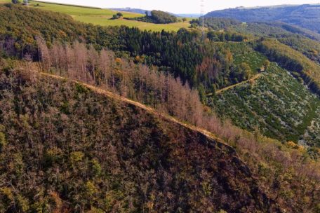 Unberührtes Luxemburg (14) / Hoflee & Géischelterbaach: Nationaler Hotspot für Hang, Geröll- oder Schluchtenwälder
