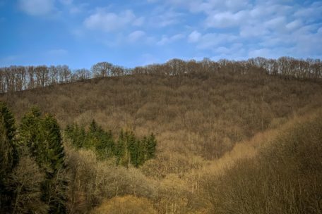 Unberührtes Luxemburg (15) / An der Blees: Feuchtes Brachland im Norden wartet darauf, wieder aufgewertet zu werde