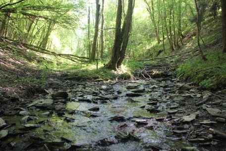 Unberührtes Luxemburg (16) / Hetschendeltchen: Wo ein kleiner Bach ein typisches Ardennental gräbt