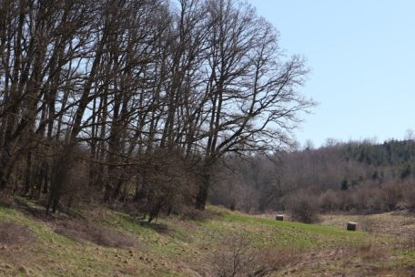 Unberührtes Luxemburg (19) / Das Naturschutzgebiet Froumicht dient als wichtiger ökologischer Korridor