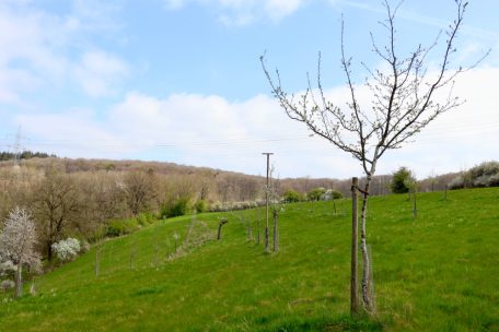 Unberührtes Luxemburg (23) / Das Naturschutzgebiet Ditgesbaach ist einer der größten Obstbaumbestände Luxemburgs