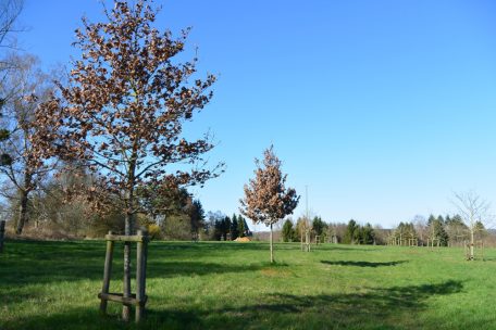 Unberührtes Luxemburg (24) / Aus dem sandigen Acker Auf Roebben ist ein Rückzugsort für Tiere geworden