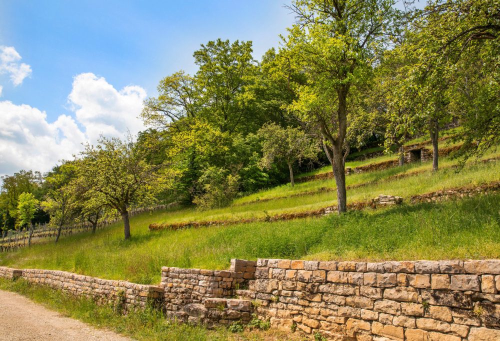 Unberührtes Luxemburg (26) / Die Hëlt erleben: Vom Dolomit-Mäander zu seltenen Orchideen
