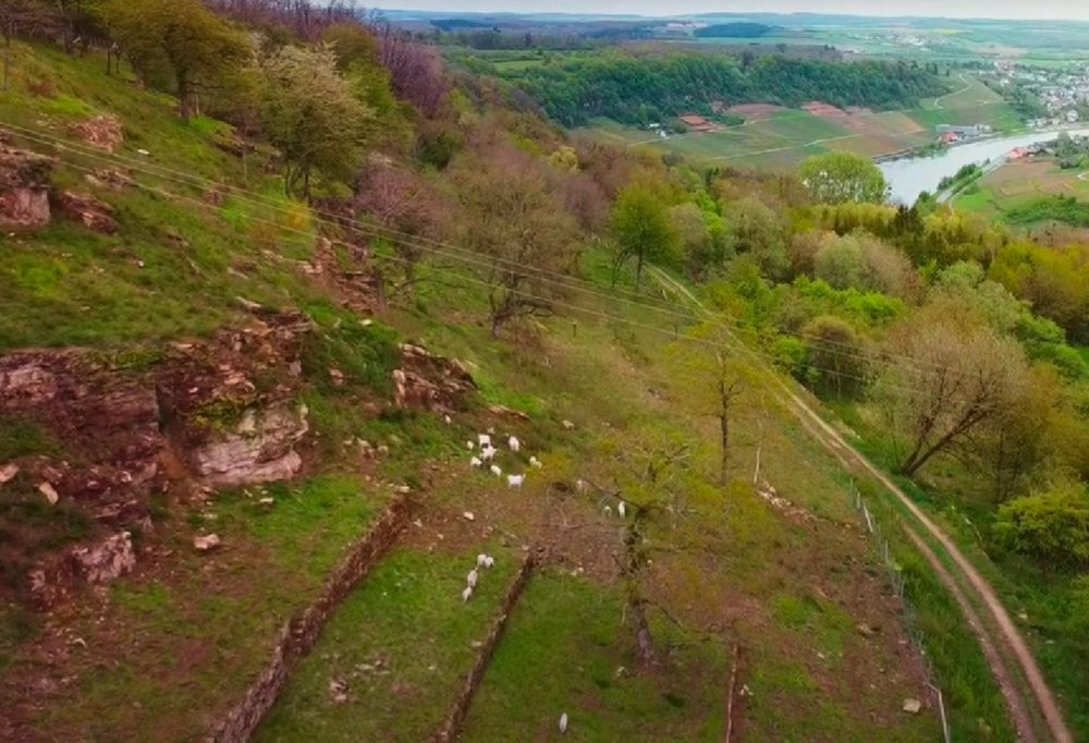 Unberührtes Luxemburg (28) / Der Haangeberreg im Wandel: Zwischen Reben, Ziegen und neuen Lebensräumen