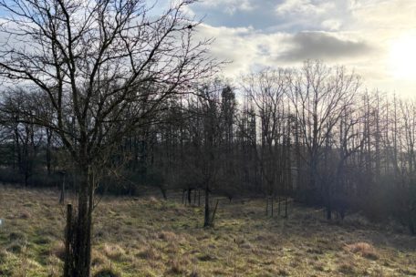 Unberührtes Luxemburg (31) / Weimericht & Duelen: Typische Kalkmagerrasen auf nährstoffarmen Keuperhängen