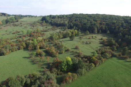 Unberührtes Luxemburg (32) / Aarnescht: Wo ein spezifisches Mikroklima einen Lebensraum für fast 1.000 Pflanzen- und Tierarten bietet