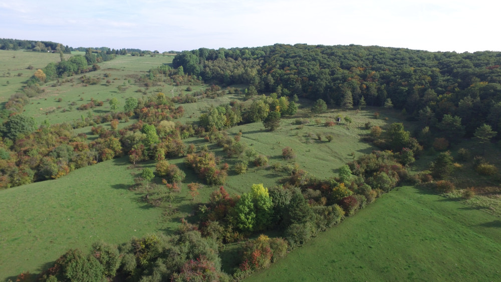 Unberührtes Luxemburg (32) / Aarnescht: Wo ein spezifisches Mikroklima einen Lebensraum für fast 1.000 Pflanzen- und Tierarten bietet