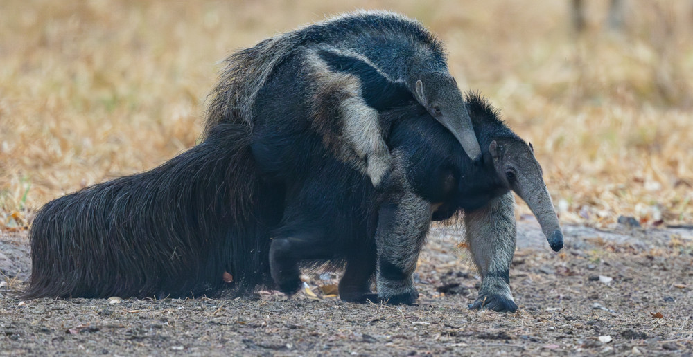 Tierfotografie / Spezialisierter Insektenfresser: der Große Ameisenbär (Myrmecophaga tridactyla)