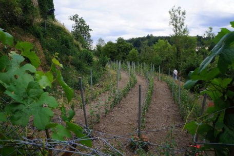 Domaine Tageblatt / Von wegen „vun der Musel a soss keen“: Weinbau im Norden Luxemburgs