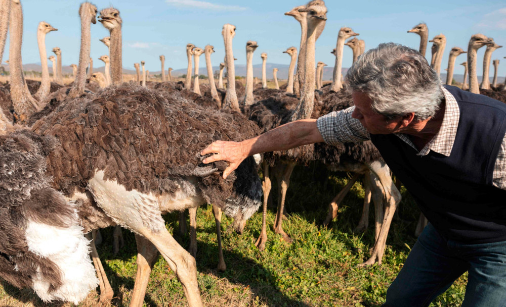 Leder aus Südafrika / Trumps Zölle treffen auch Cowboystiefel-Hersteller in Texas