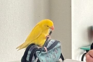 Wohin mit Sittichen, Schildkröten und Co.? / Wie die Düdelinger Pflegestation mit gefundenen Exoten umgeht