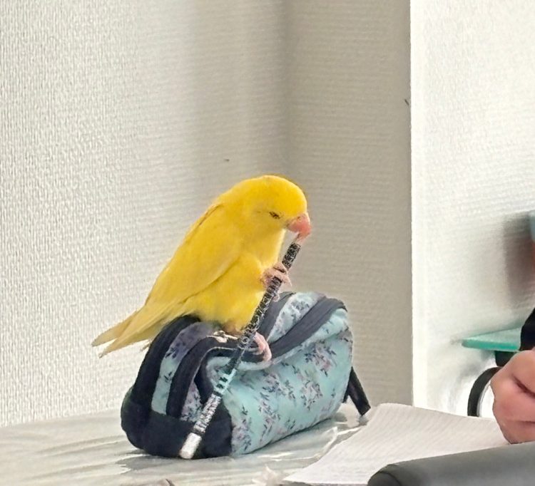 Wohin mit Sittichen, Schildkröten und Co.? / Wie die Düdelinger Pflegestation mit gefundenen Exoten umgeht