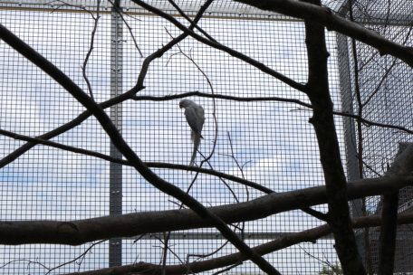 Seit Covid werden immer mehr exotische Tiere in Düdelingen abgegeben, darunter auch zahlreiche Sittiche, Papageien und andere Vögel