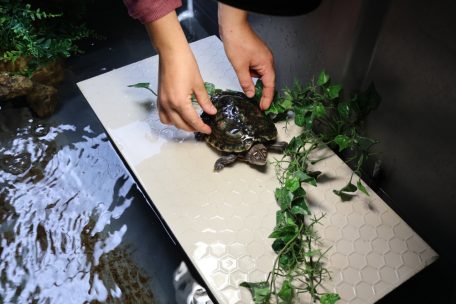 Reptilien sind besonders schwer zu vermitteln, so dass die ein oder andere Schildkröte schon seit Jahren in der Pflegestation für Wildtiere auf neue Besitzer wartet