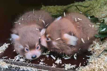 „Kleines Wunder“ / Rote Pandas bringen im Parc Merveilleux Zwillinge zur Welt