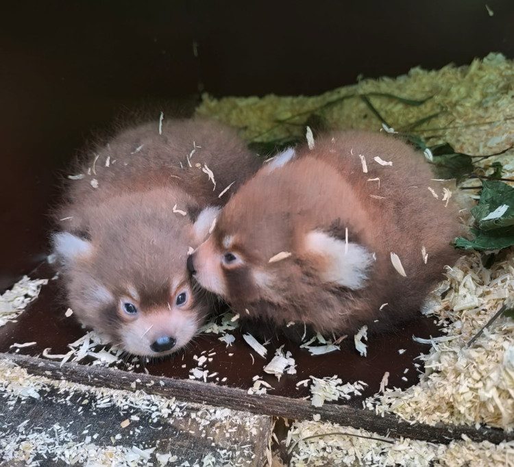 „Kleines Wunder“ / Rote Pandas bringen im Parc Merveilleux Zwillinge zur Welt
