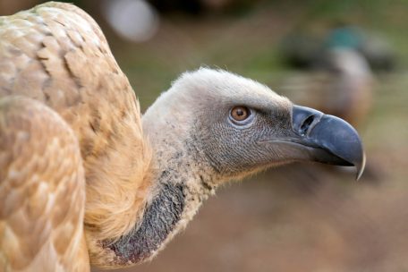 Luftverkehr / Vogelschlag zwingt Iberia-Maschine zur Rückkehr nach Madrid