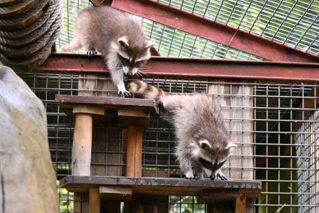 „Escher Déierepark“ / Süß mit Schattenseiten: Baby-Waschbären Flipsi und Sachi ziehen ein