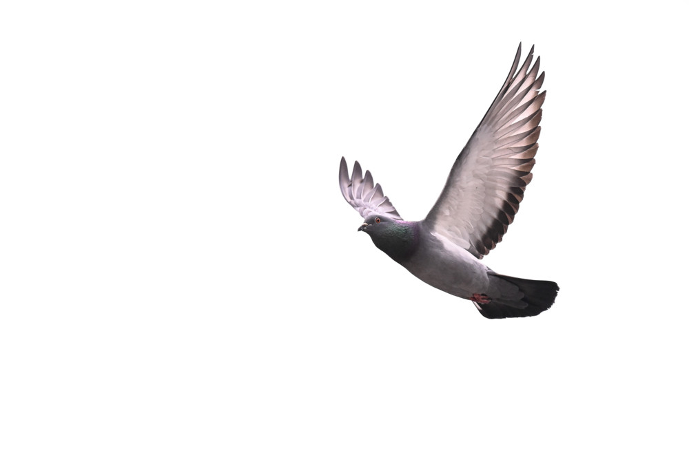 „Atypische Geflügelpest“ / Labor bestätigt: Newcastle-Krankheit bei Taube in Mutfort nachgewiesen