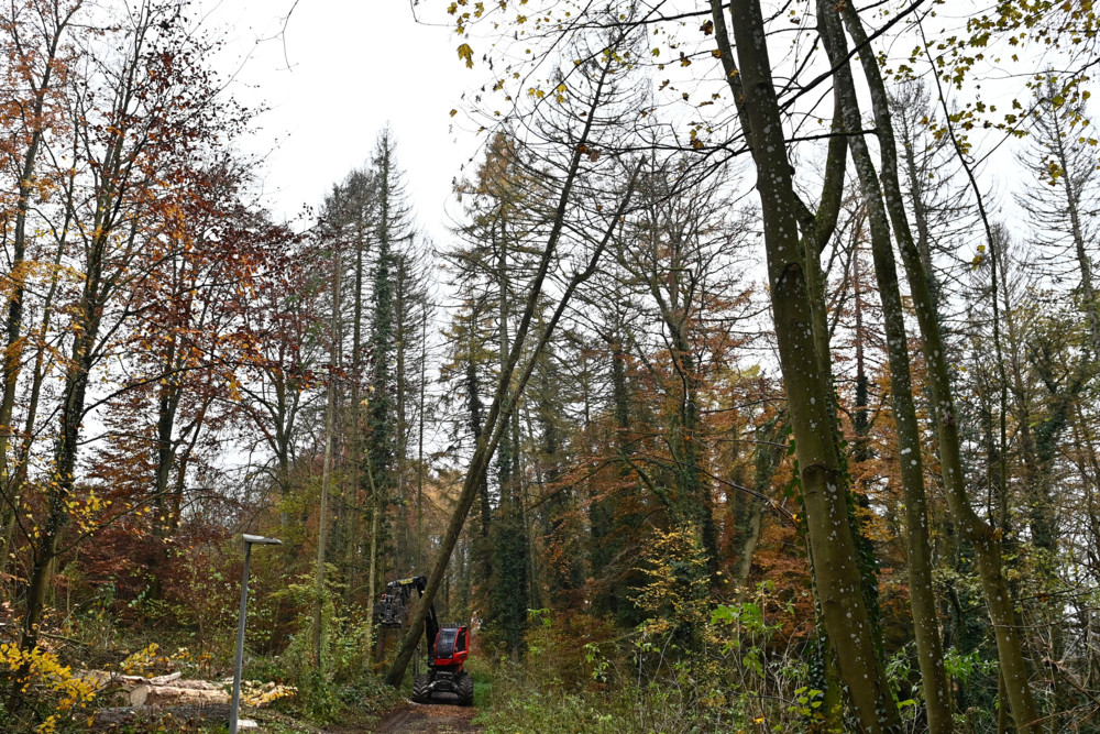 Waldsterben / Vier von fünf Bäumen in Luxemburg weisen Schäden auf