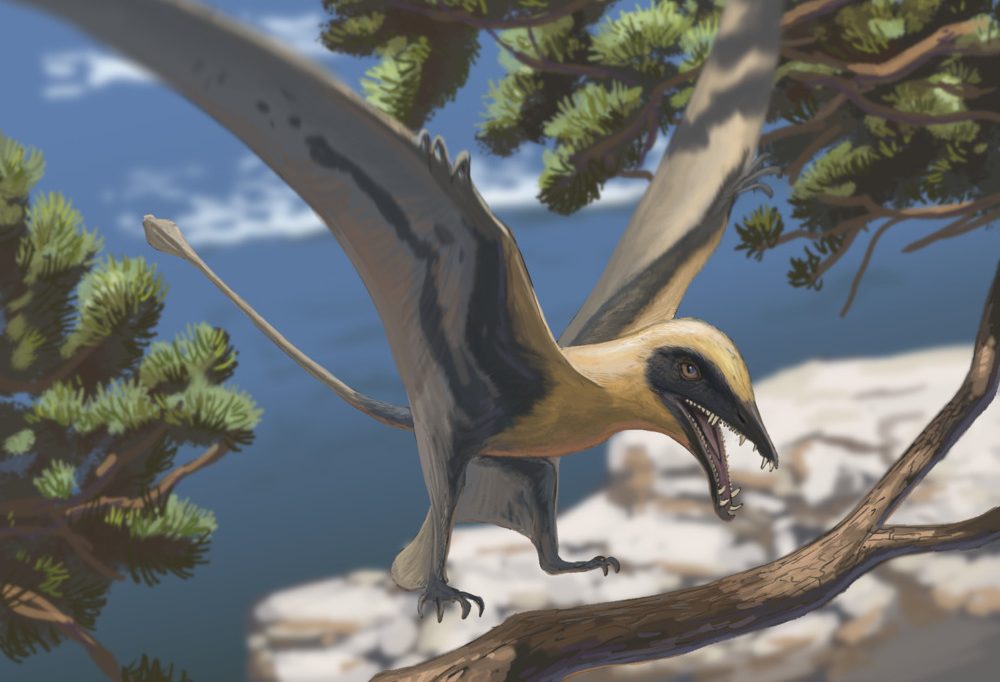 Teufelsschlucht / Spektakulärer Fund: Ältester Flugsaurier Deutschlands hat unweit von Luxemburg gelebt